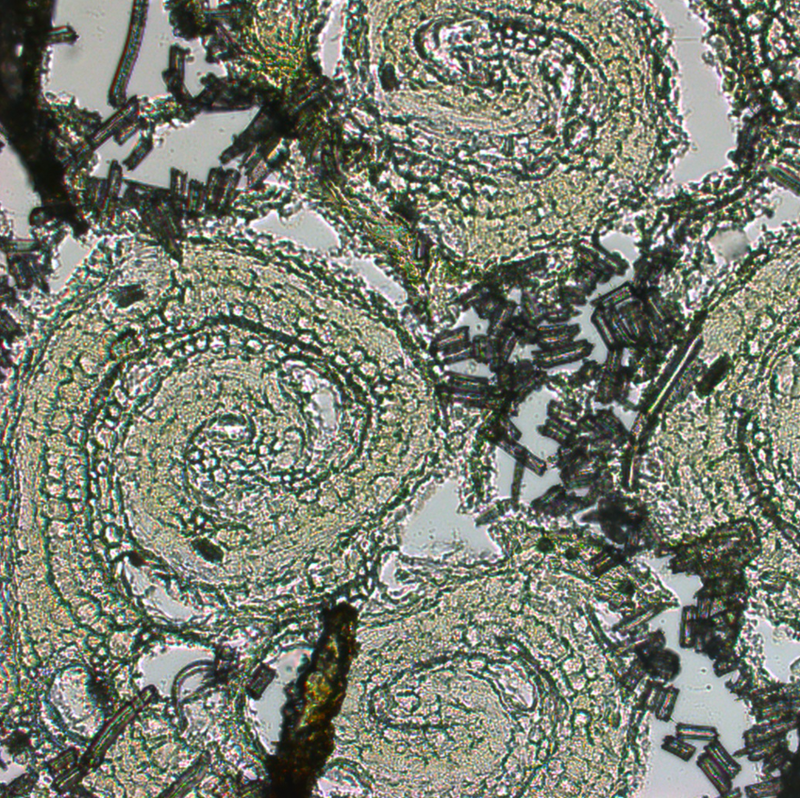 Bright field image of a cross section of a Populous tremula dormant leaf bud. Photo credit: S. Giacomello and B.Terebieniec
