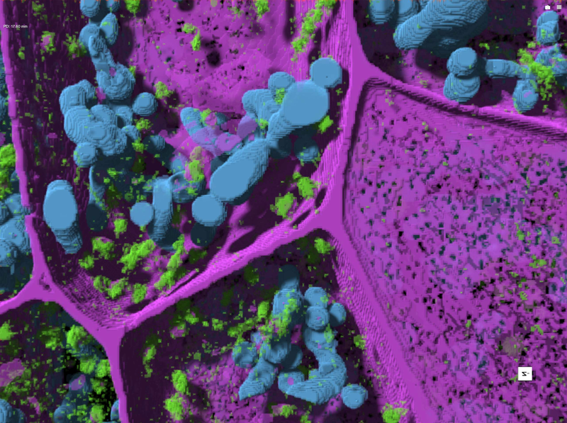 Deep learning and 3D isosurface rending reveals the spatial relationship of cell mitochondria (blue), Golgi and Golgi vesicles (green) and cell wall with plasmodesmata voids (magenta) in barley root using serial block-face scanning electron microscopy. Photo credt: K. Czymmek