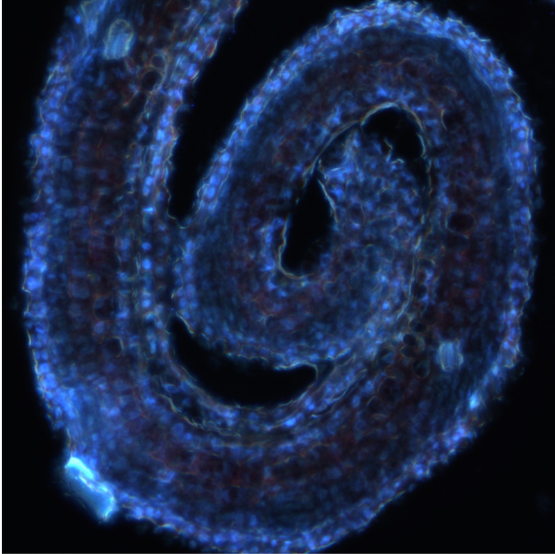 Cross section of a DAPI stained Populous tremula dormant leaf bud. Photo credit: S. Giacomello and B. Terebieniec 