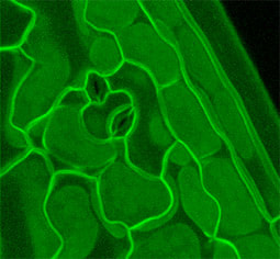 Projection of a confocal image stack showing the edge of a cotyledon. Pavement cells and guard cells are visible. Photo credit: D. Ehrhardt