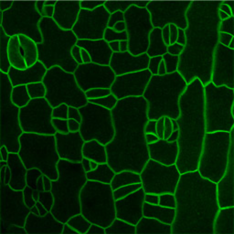 Image of plant cell walls in green. Placer image for Hongyu Chen.