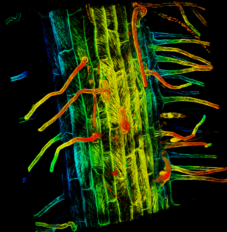 Depth-coded image of microtubules in root hairs of the model grass, Brachypodium distachyon. Photo credit: Elison Blancaflor