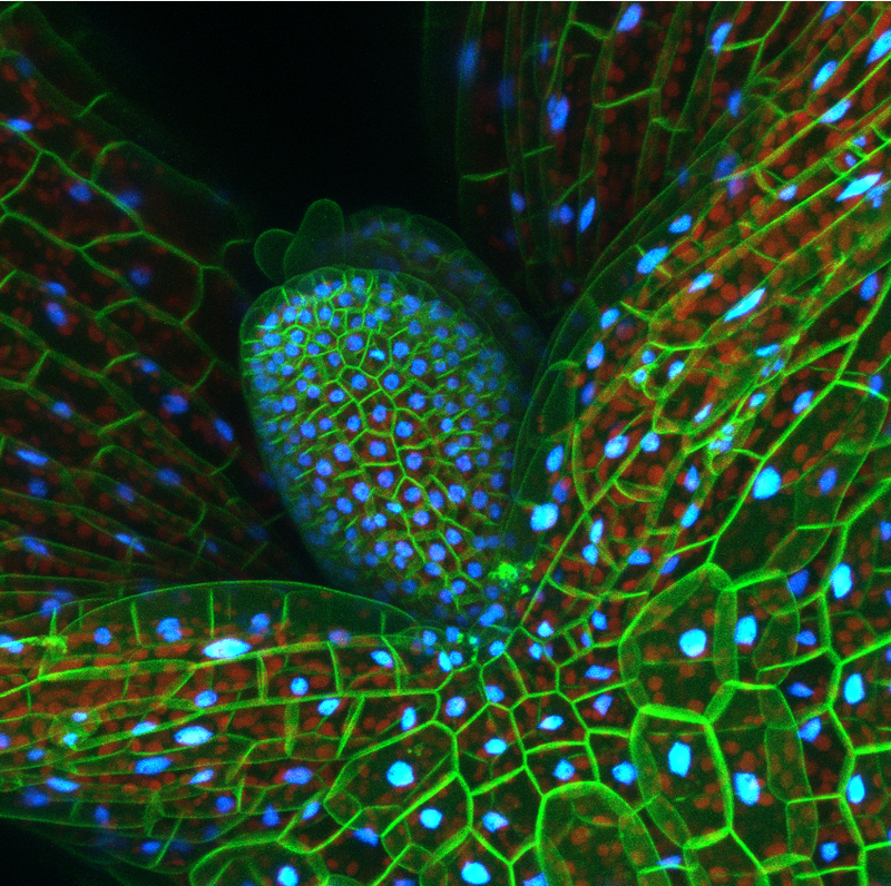 Kate Harline, PhD student, Adrienne Roeder lab. Epidermal plasma membrane in green and nuclei (H2B-TFP) in blue, together with chlorophyll autofluorescence in red below in the mesophyll. Photo credit: Vijaya Lakshmi