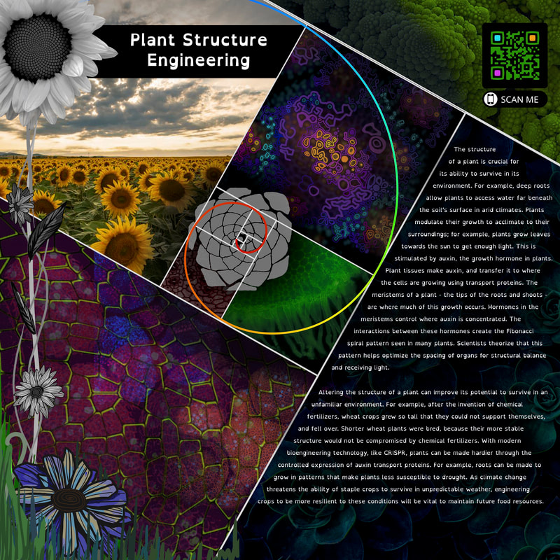 Art showcasing plant tissue strucutre, sunflowers, and Fibonacci spirals.