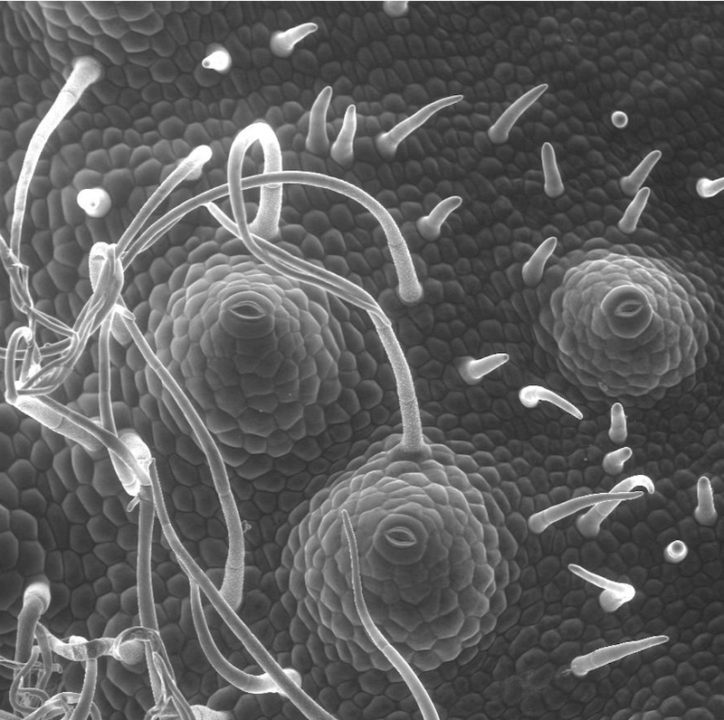 Grayscale image of potato sprout epidermal cells. Photo Credit: Tie Liu.