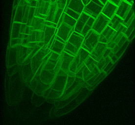 Three-dimensional projection of an Arabidopsis root tip. Photo credit: D. Ehrhardt