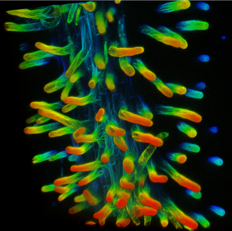 Depth coded image of the actin cytoskeleton in root hairs from the model legume Medicago truncatula. Photo credit: Elison Blancaflor