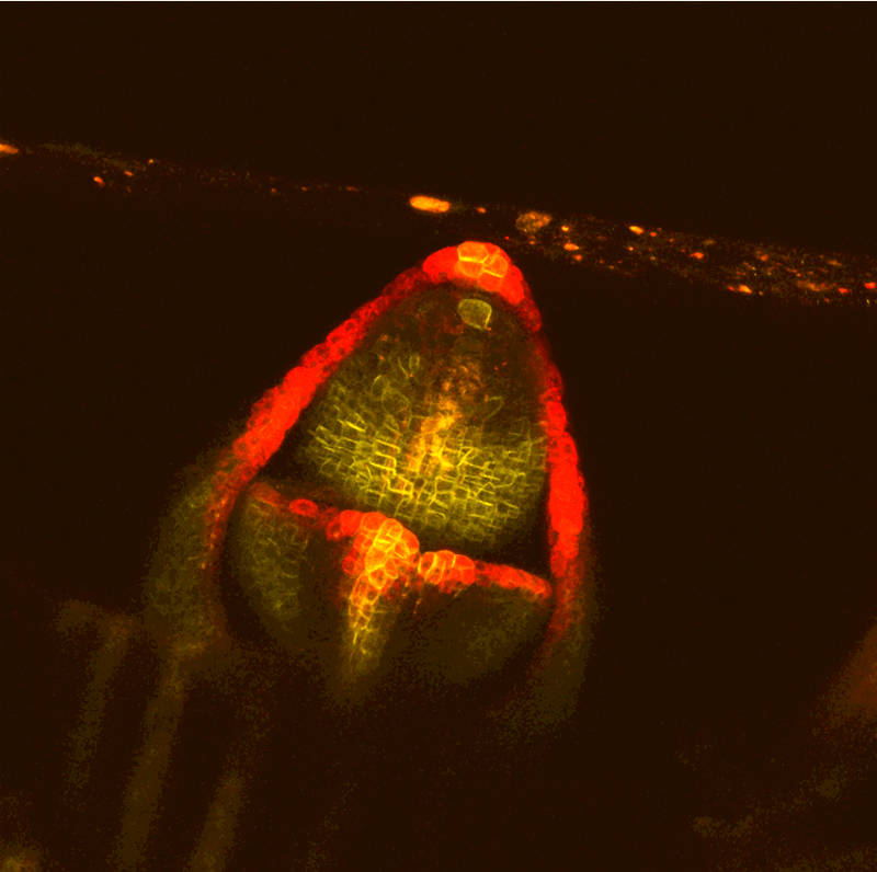Pin1-YFP (yellow) and DR5::RFP (red) in the maize shoot apex. Photo credit: Leiboff Lab